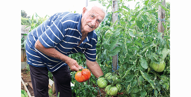 Ron’s monster tomatoes