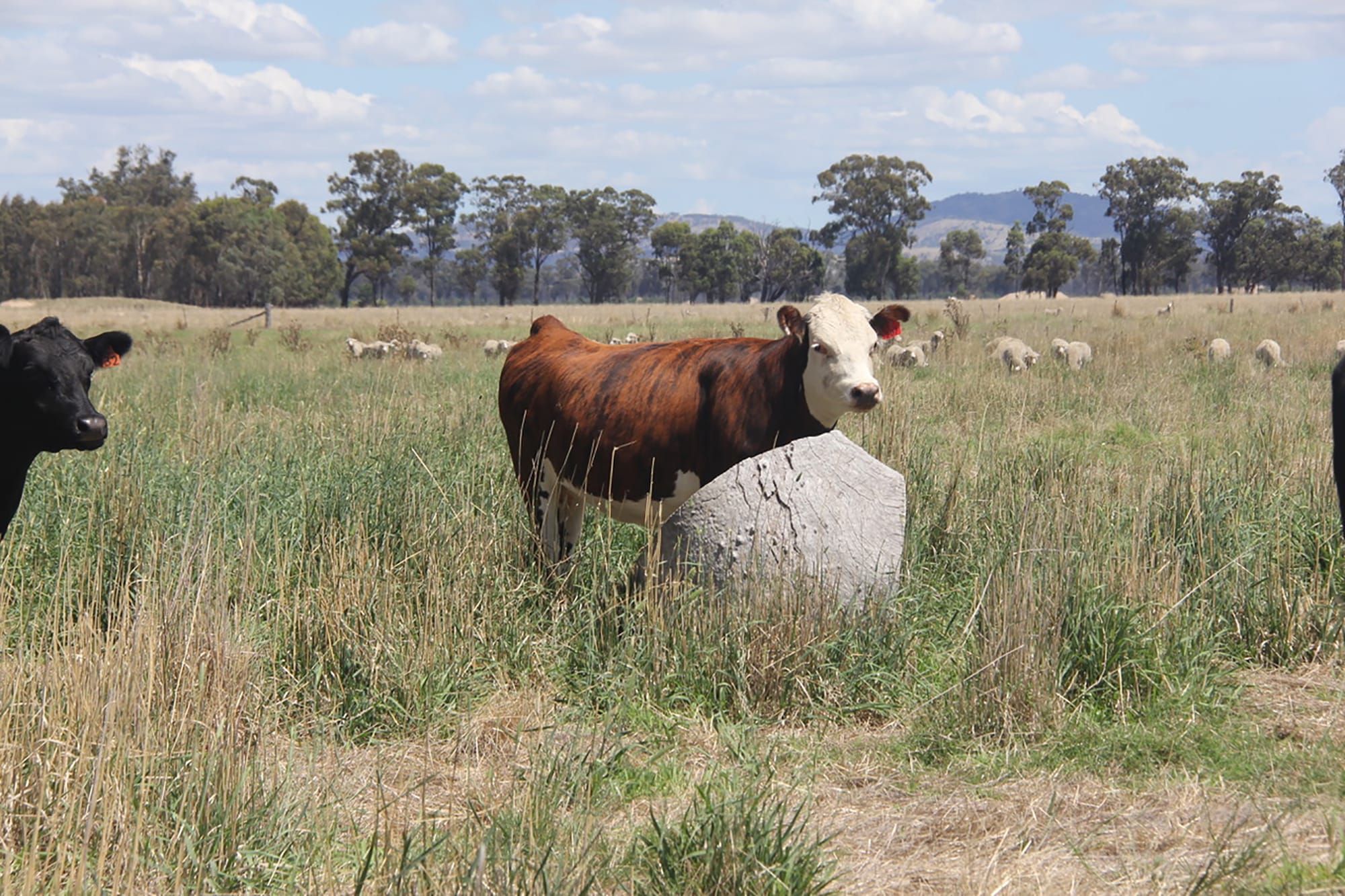 Preventing cold stress on cows over winter