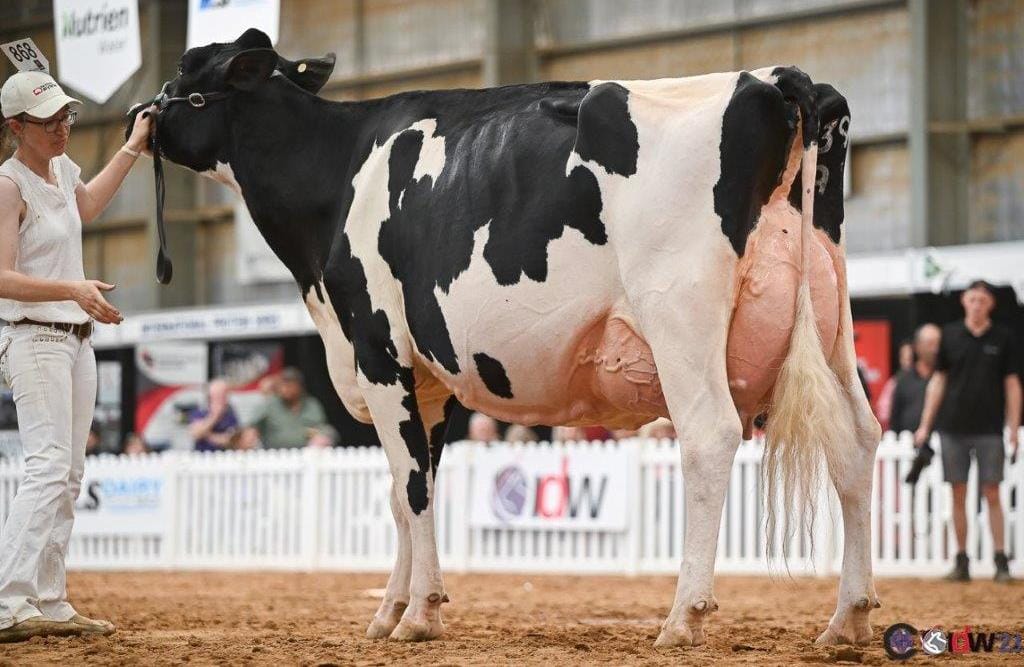 South Gippsland dairy breeders excel at IDW