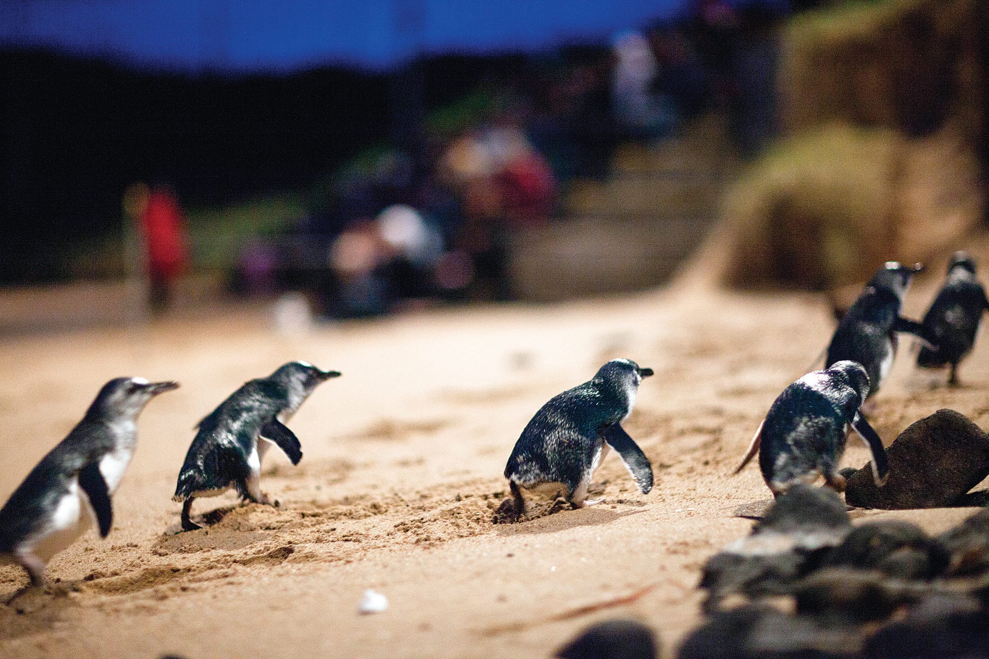 Have your say on a future vision for Phillip Island Nature Parks