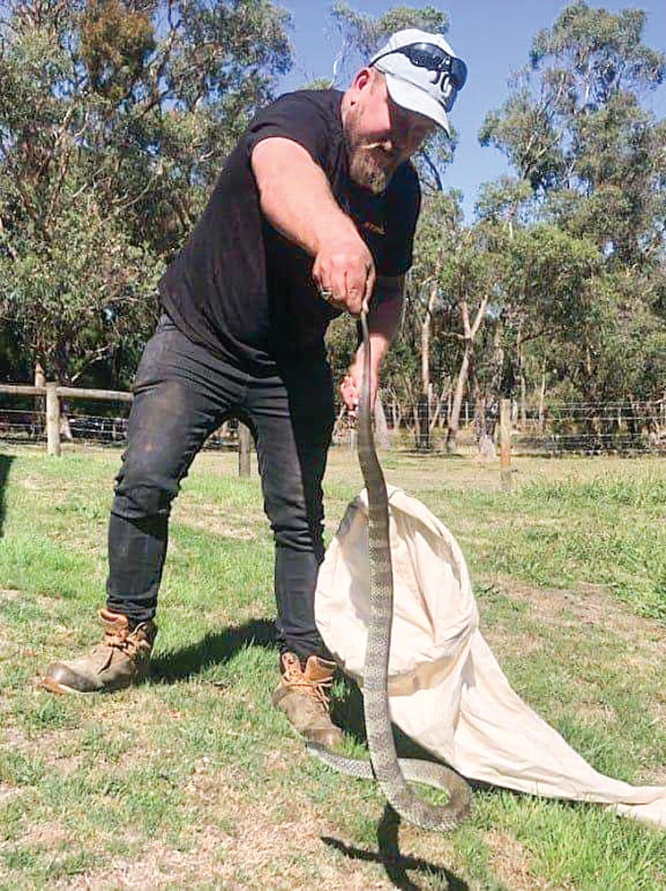 With the recent sunshine and warmer spring days, snakes are coming out of hibernation to bask in the sun, search for food and find a mate and could appear in backyards. 