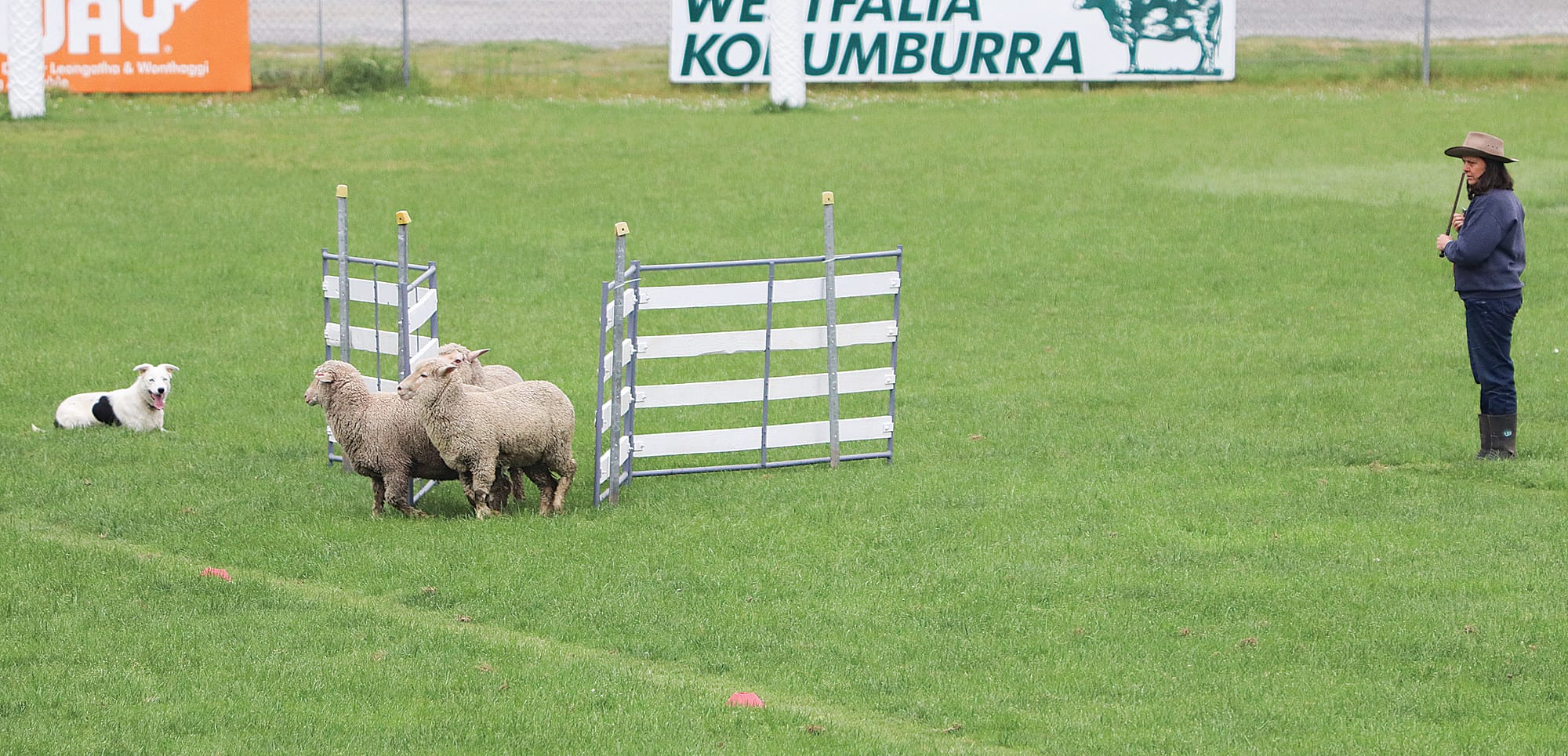 Fiona Burbidge and Pearl in action at Korumburra’s sheep dog trial.