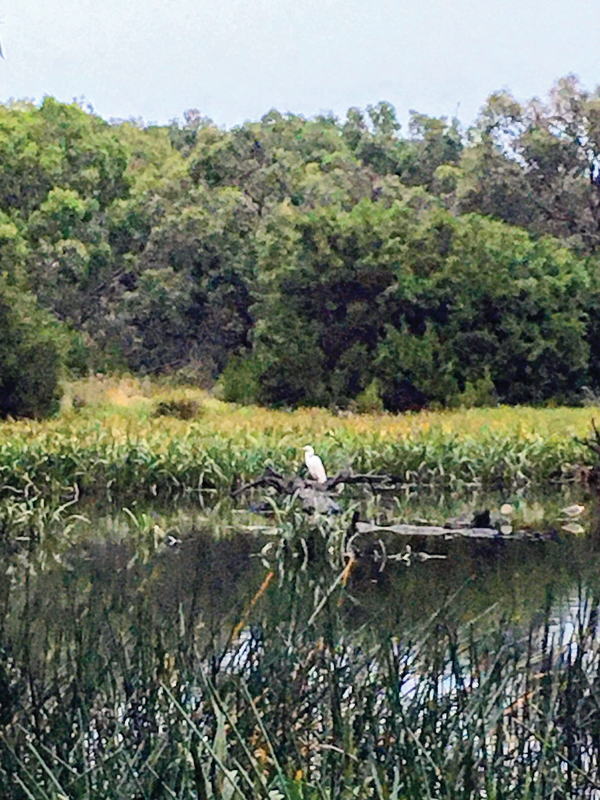 A landholder’s decision to build a dwelling on Lot 28 – which is currently under a Section 173 agreement to be maintained as a wetland reserve – in Ruttle Drive, Inverloch, will be heard at VCAT on January 16 and 17.