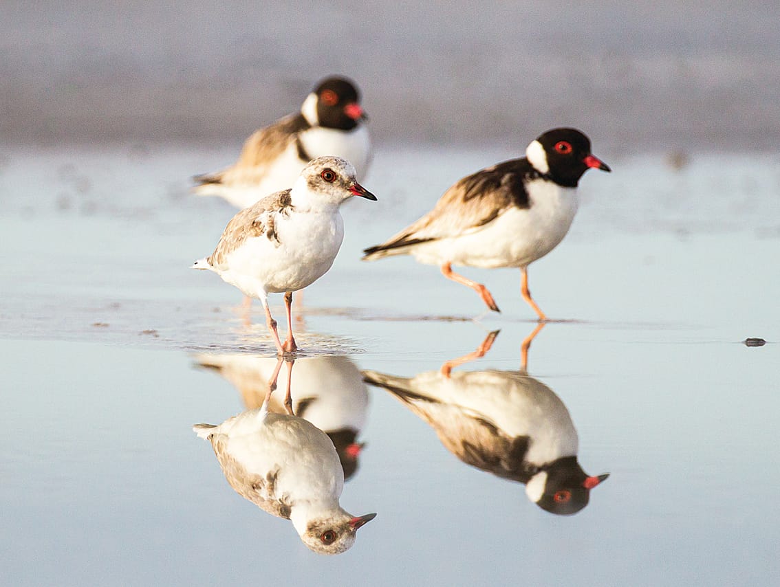 Working together is key for West Gippsland’s wildlife