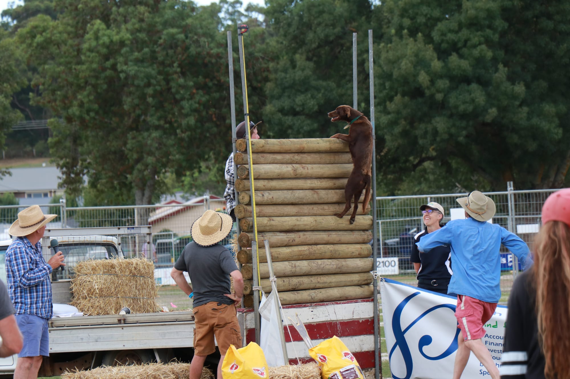  Ash – almost two-years-old female - red dog, Coolie Kelpie set the record at the Foster Show in the dog high jump, clearing a huge 25.40 height. Z29_0923