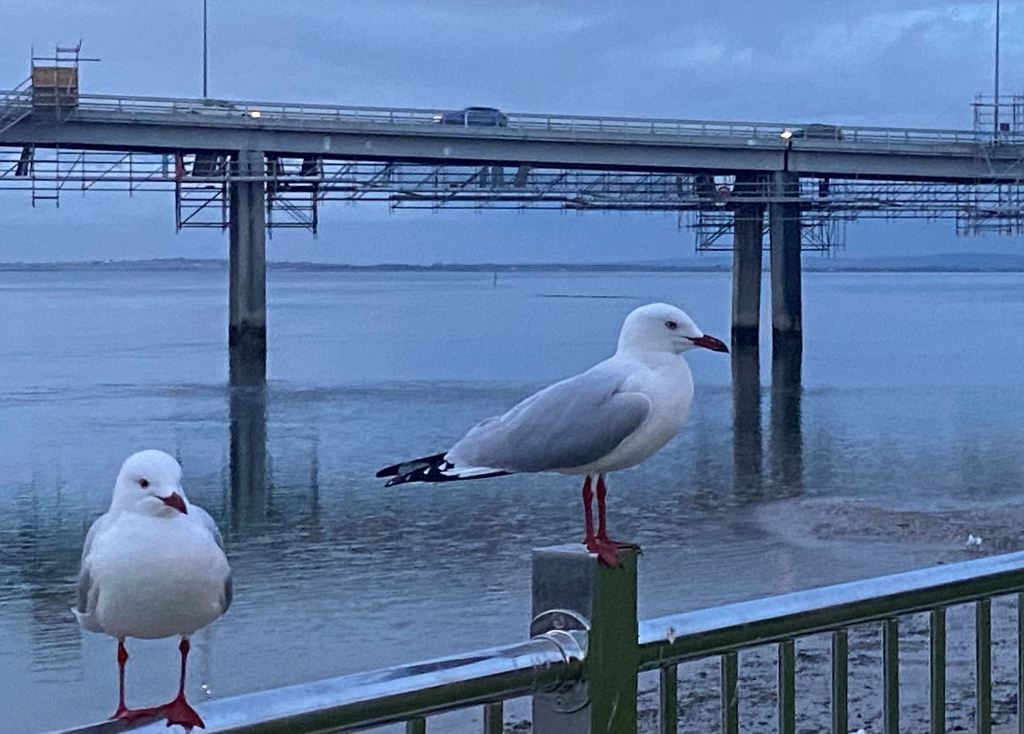 Temporary 42.5 tonne limit for San Remo Bridge