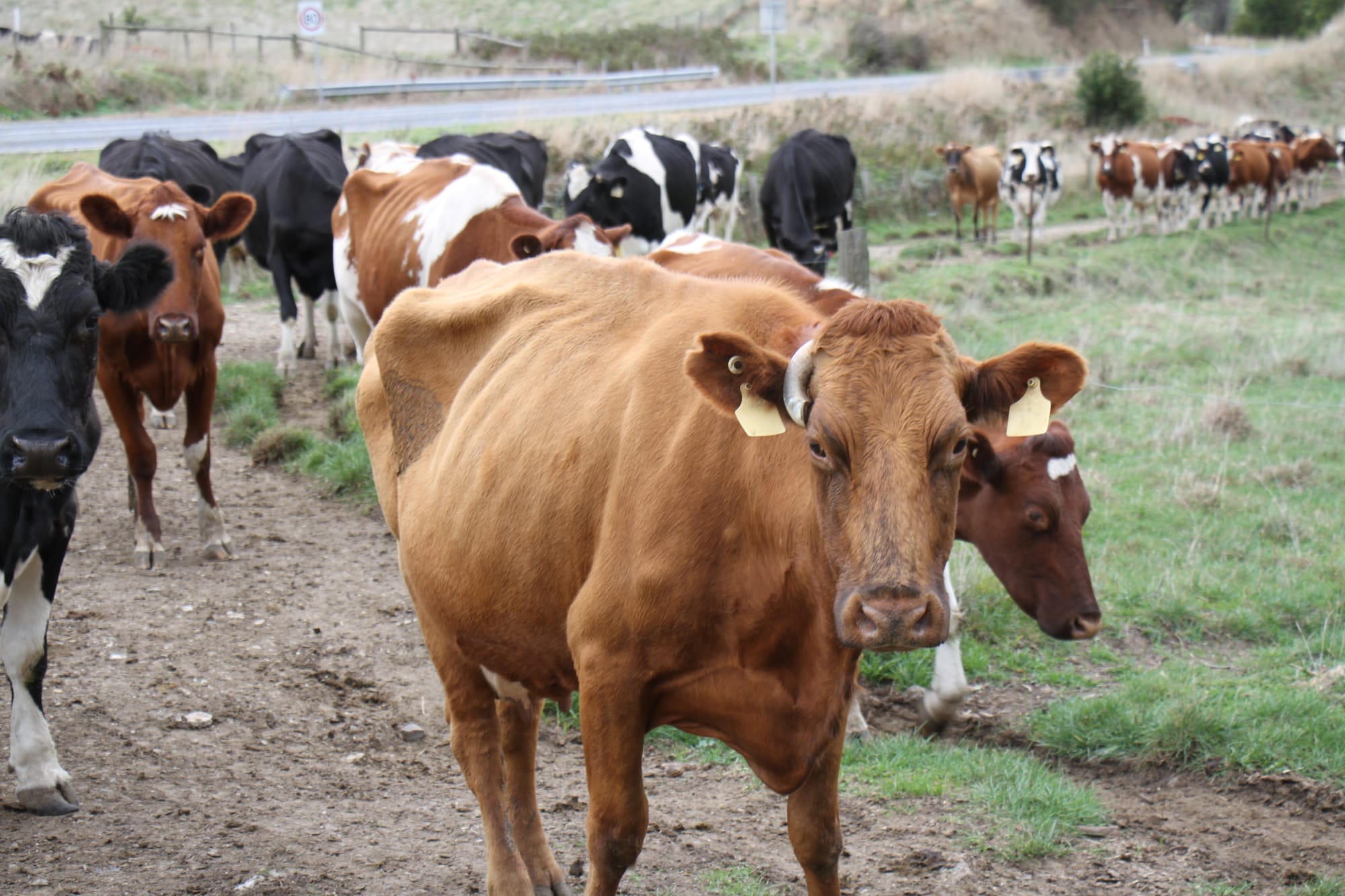 Reduced milk supply creating greater opportunities for Gippsland farmers
