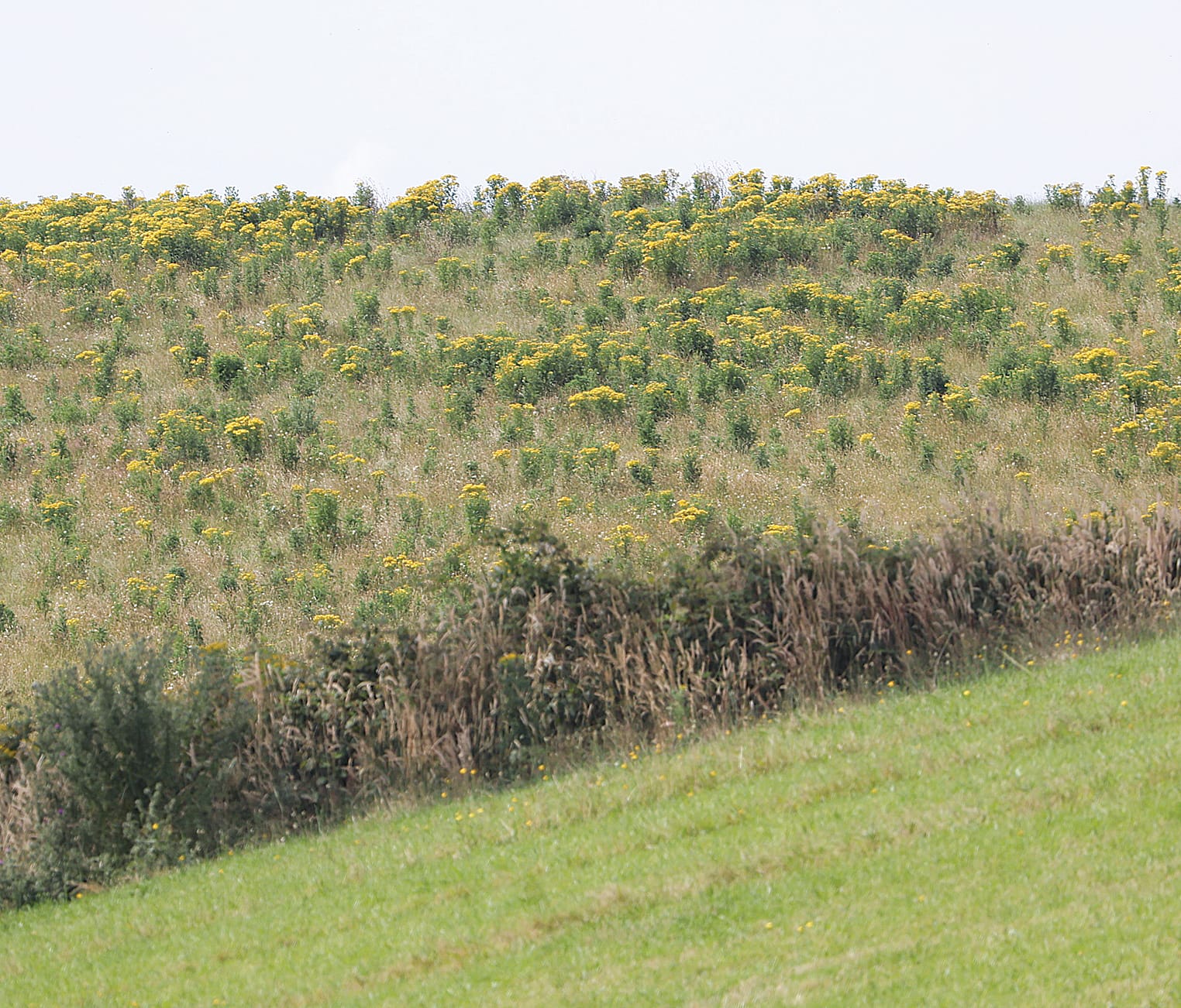 This is what you are up against if the land manager next door to you doesn’t do the right thing and treat a ragwort infestation. Each adult plant can have upwards of 250,000 viable seeds which can blow up to kilometres away. Once established it is difficult to eradicate, requiring a long-term management program of 10 or more years.