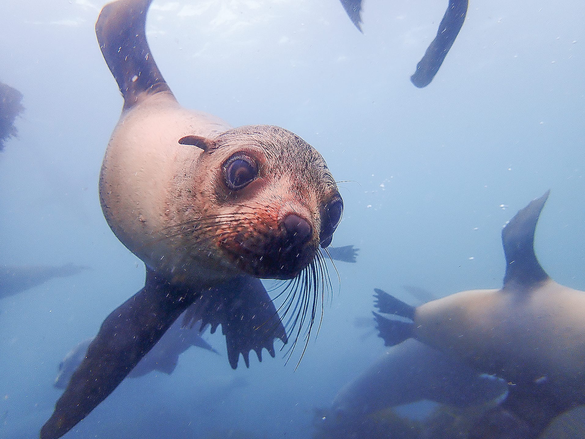 Protecting our oceans. 