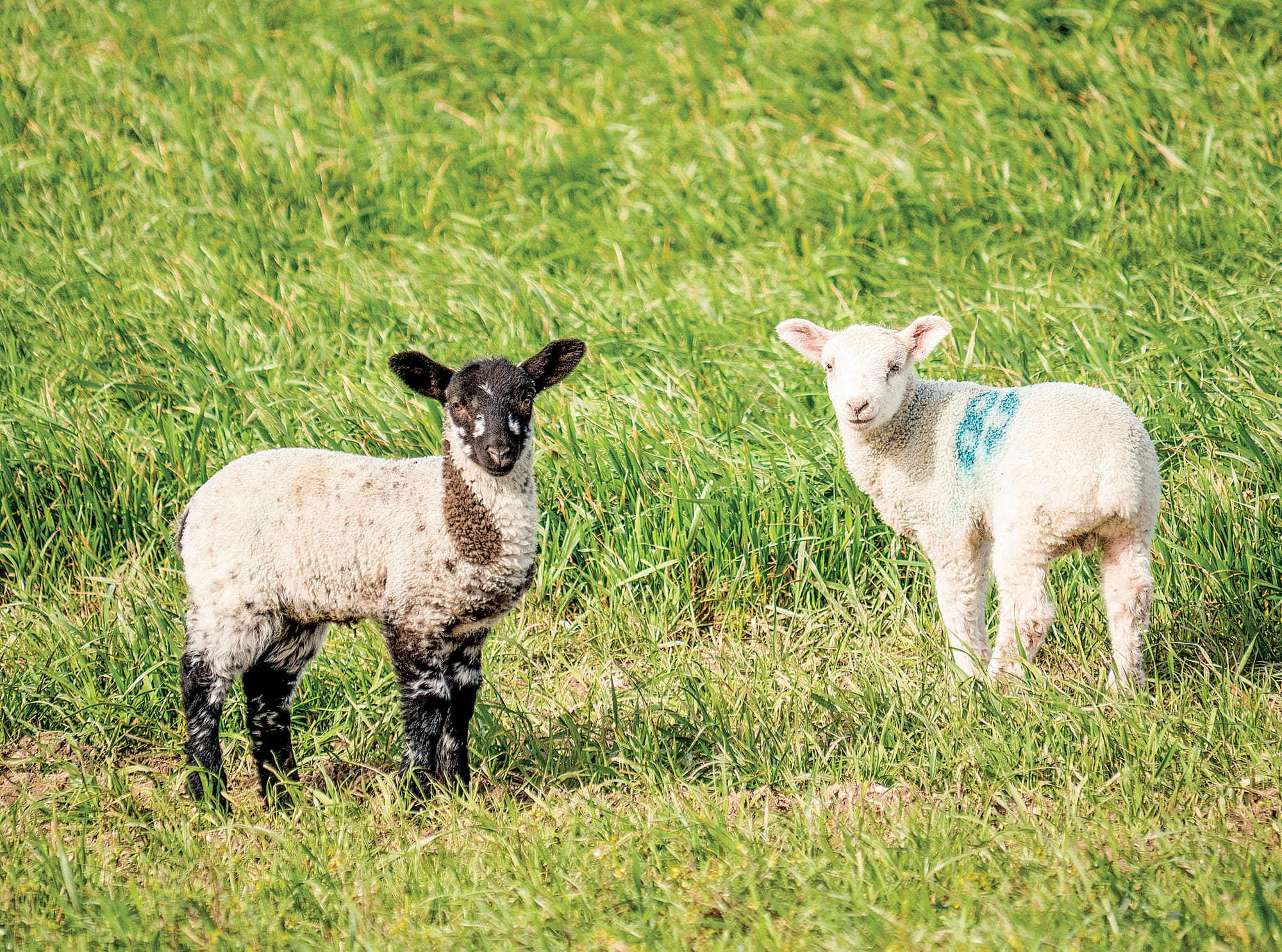 More breeding ewes reported for Spring