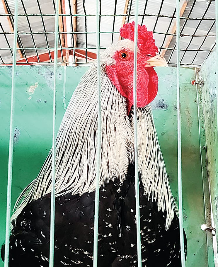 Some grand poultry exhibits will be judged.