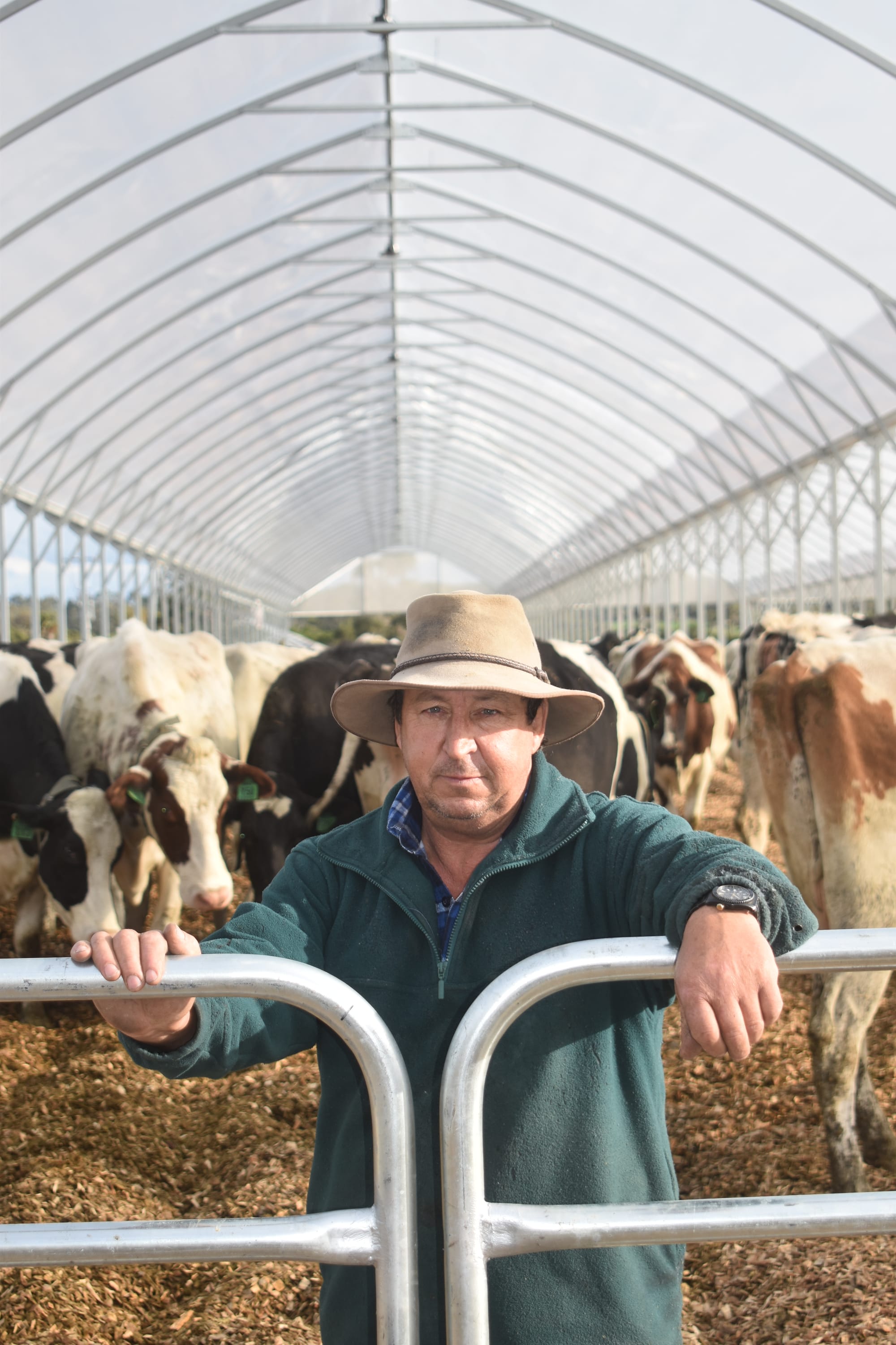 Gippsland farmer avoiding mud and saving feed with new shelters