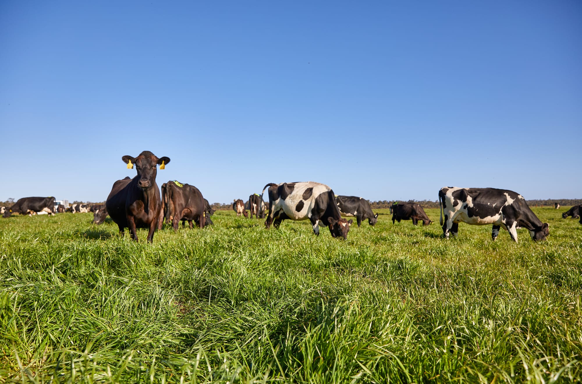 Here's a chance for Bass Coast farmers to cut their rates