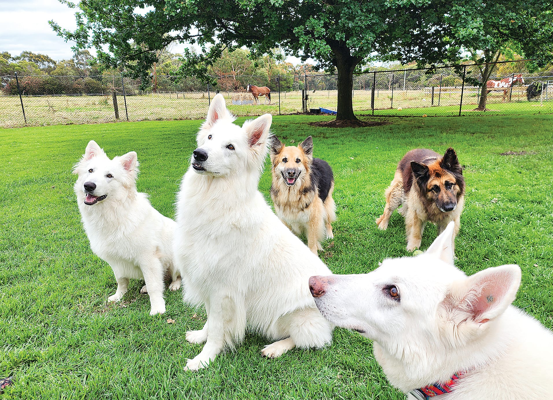 Get the gifts for your furry friend that help another