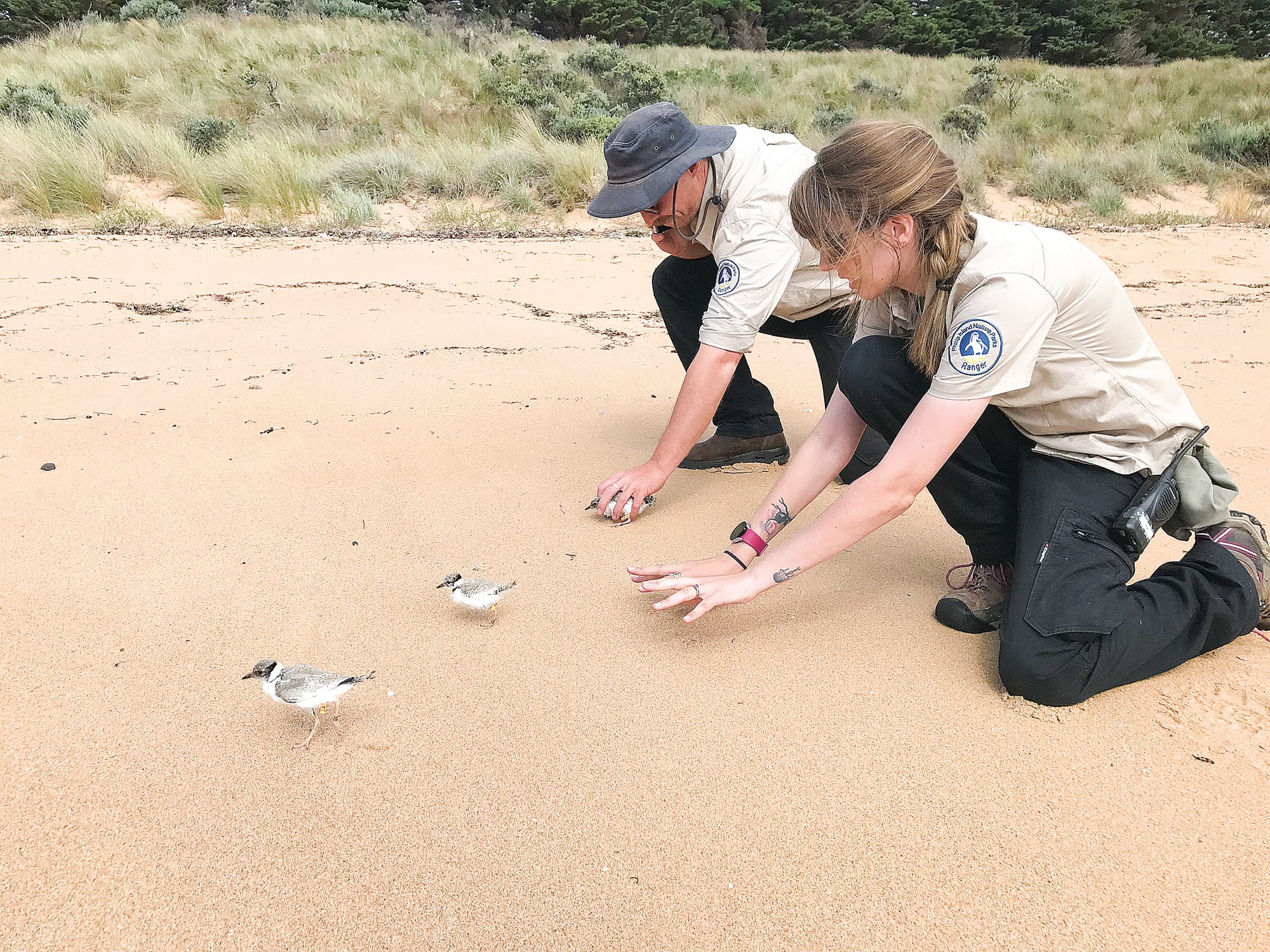 Renewed efforts to protect Phillip Island’s hooded plover population