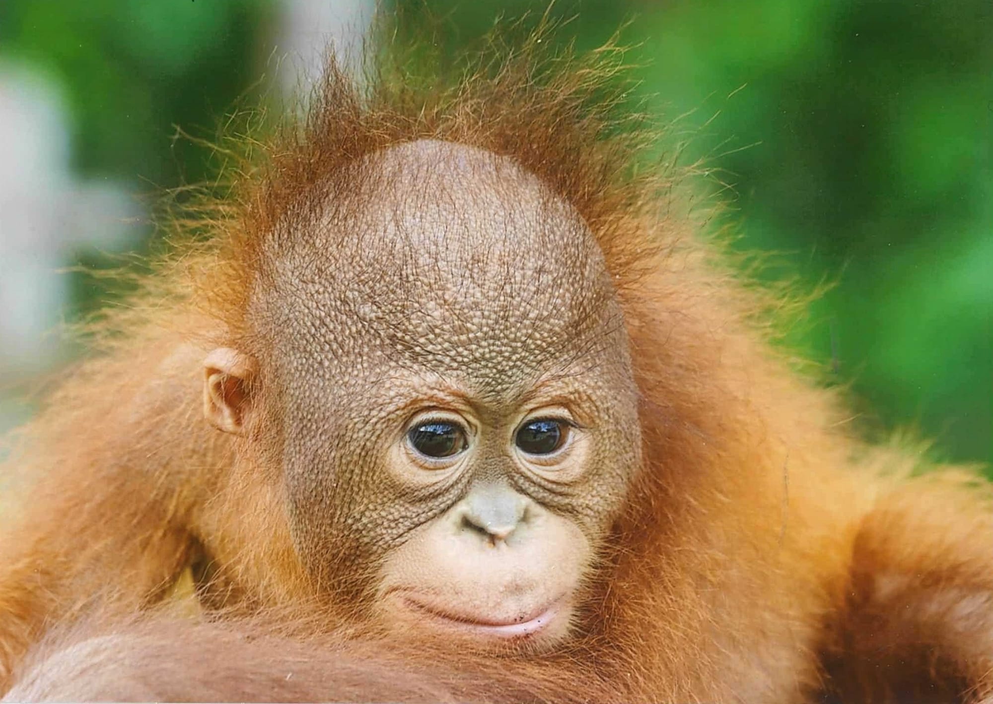 Funds raised by Newhaven College students participating in the Borneo World Challenge are to be used to sponsor Agop the orangutan, who was found orphaned in a plantation. The sponsorship will last three years.