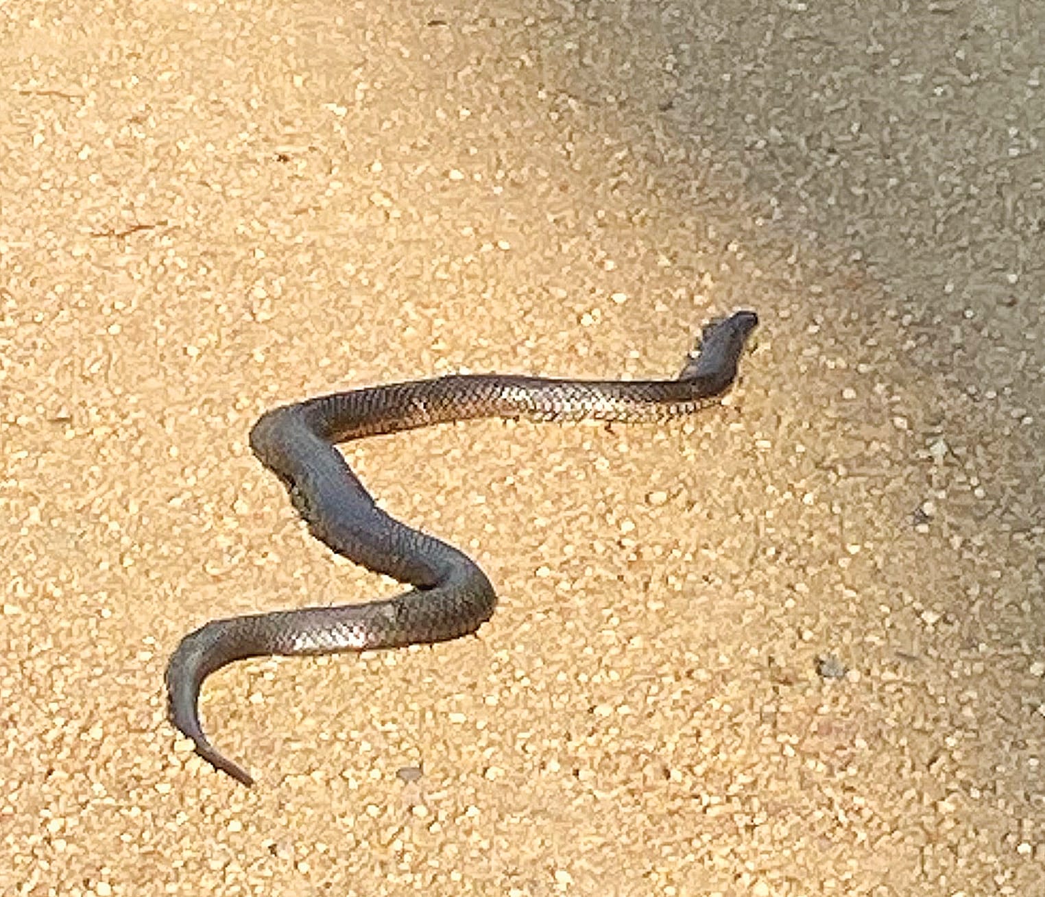 Part of the Great Southern Rail Trail adventure might include a snake sunning itself on the warm, sandy surface of the trail. Watch out.
