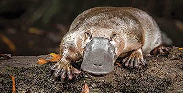 Landcare register to protect platypuses