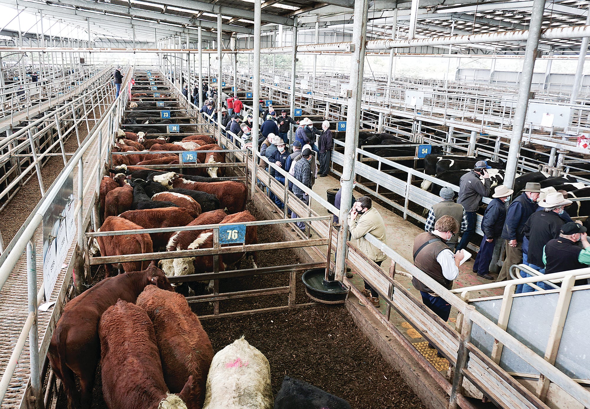 Australia’s cattle herd to reach largest size in nearly a decade
