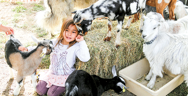 Show lights up Korumburra