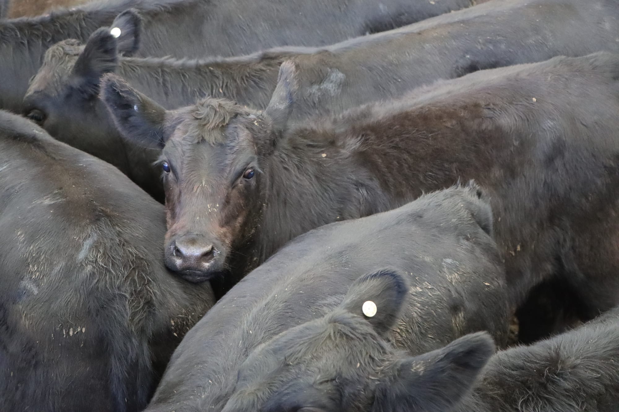 Concerns over traceability and biosecurity of US beef