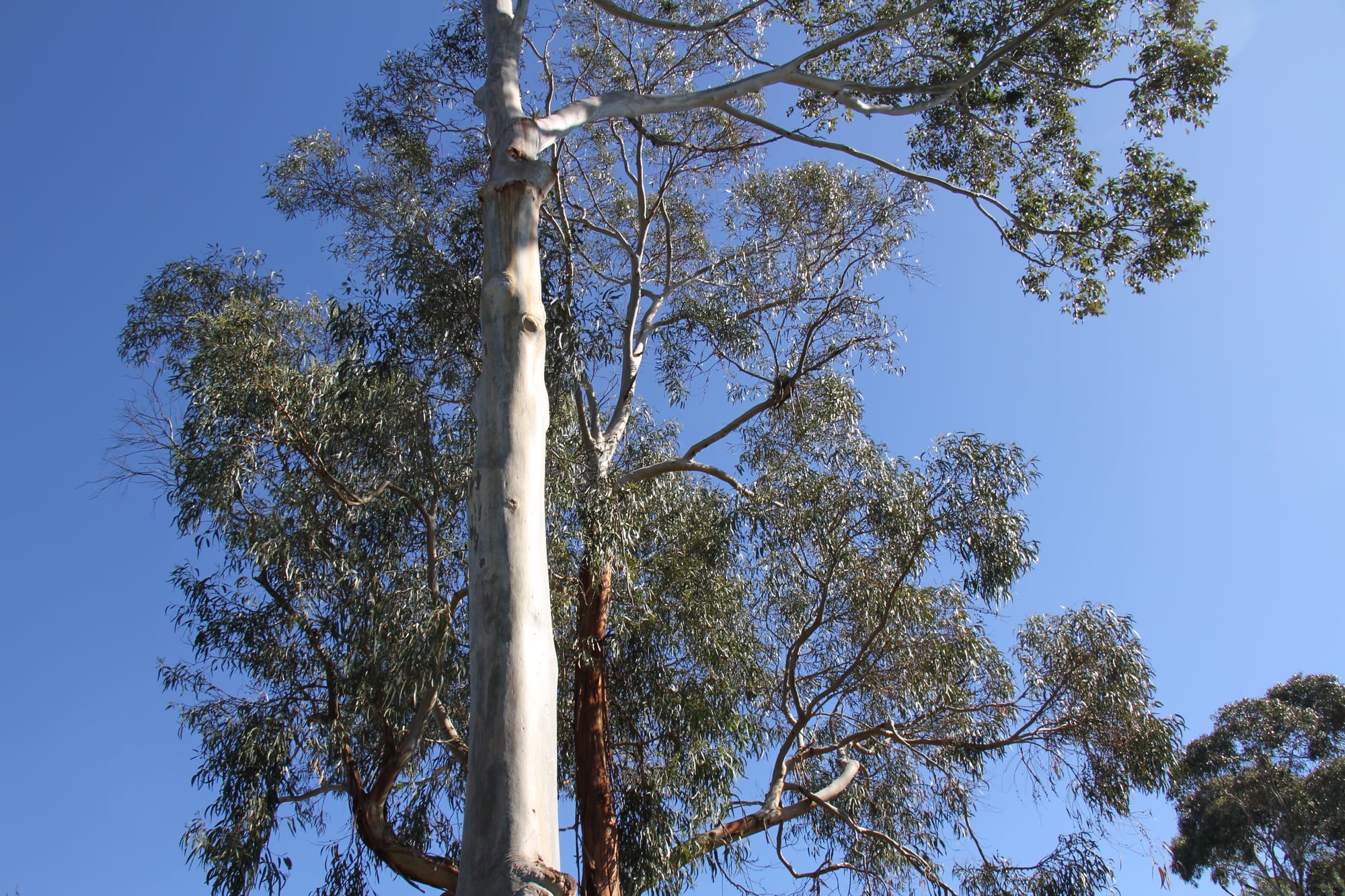 Axe falls on Ventnor trees after Bass Coast Council backflip