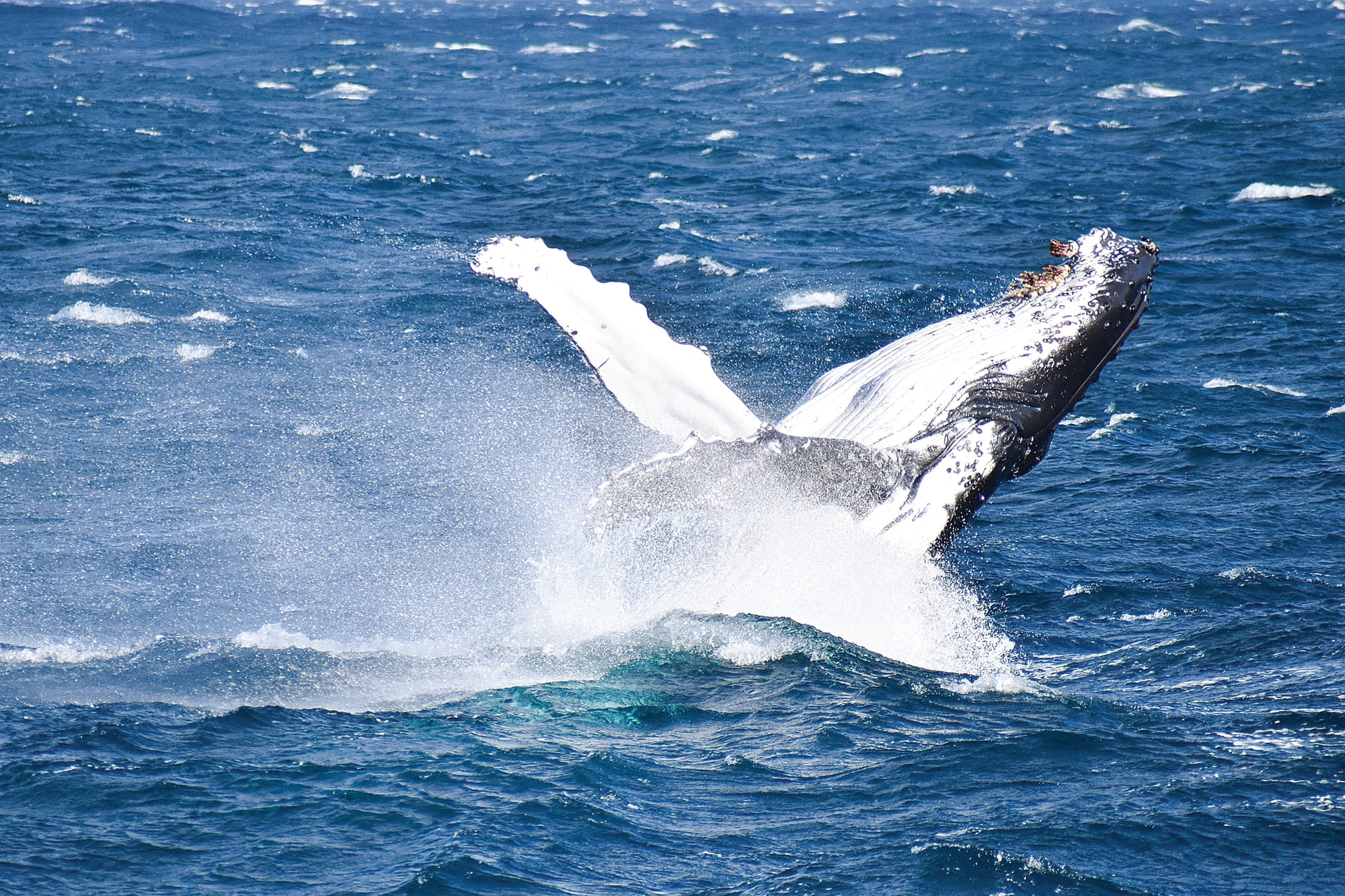 Whale watching takes to the Prom