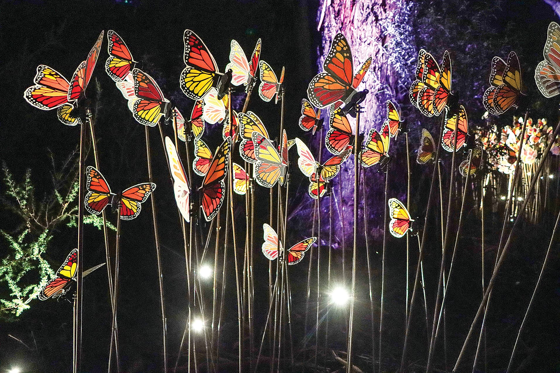 Stunning butterflies flutter at Coal Creek. A44_2325