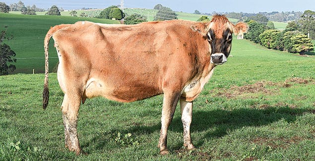 Studies highlight Jersey cow profitability