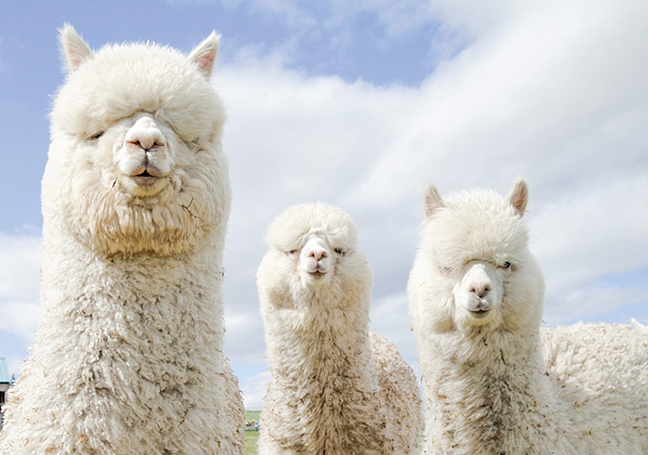 RSPCA launches short course for Victorian hobby farmers