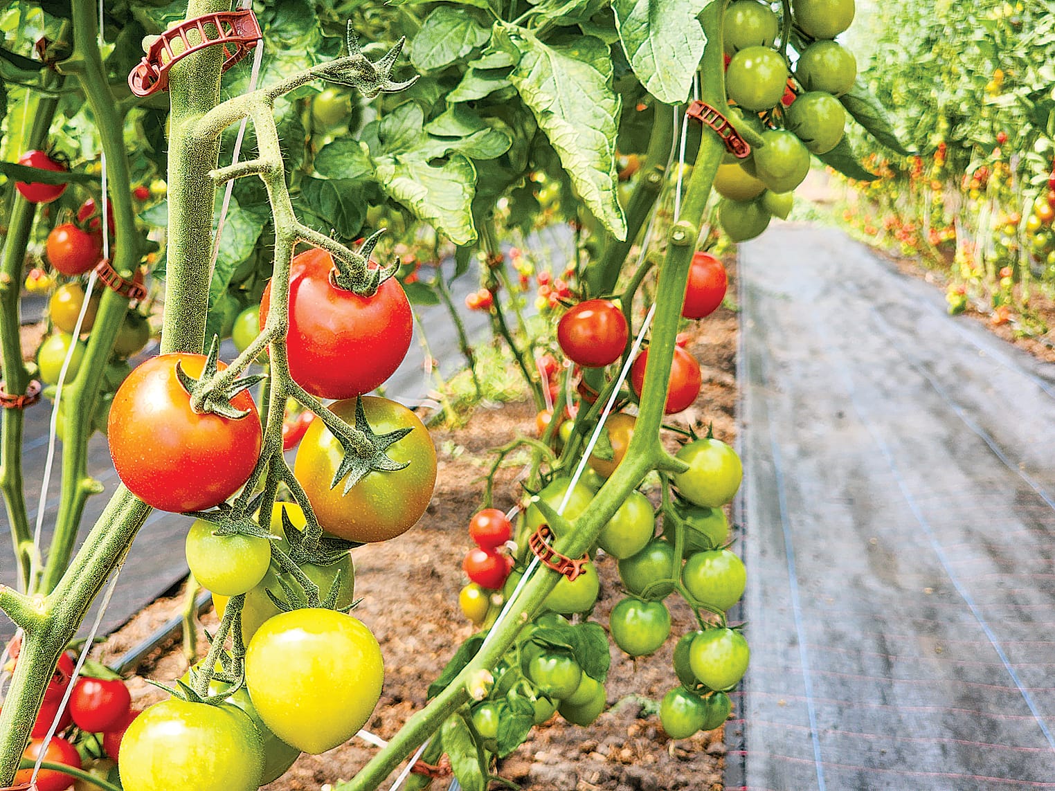 Tomatoes ripen in the heat of the greenhouses as weather outside leads to crop losses.