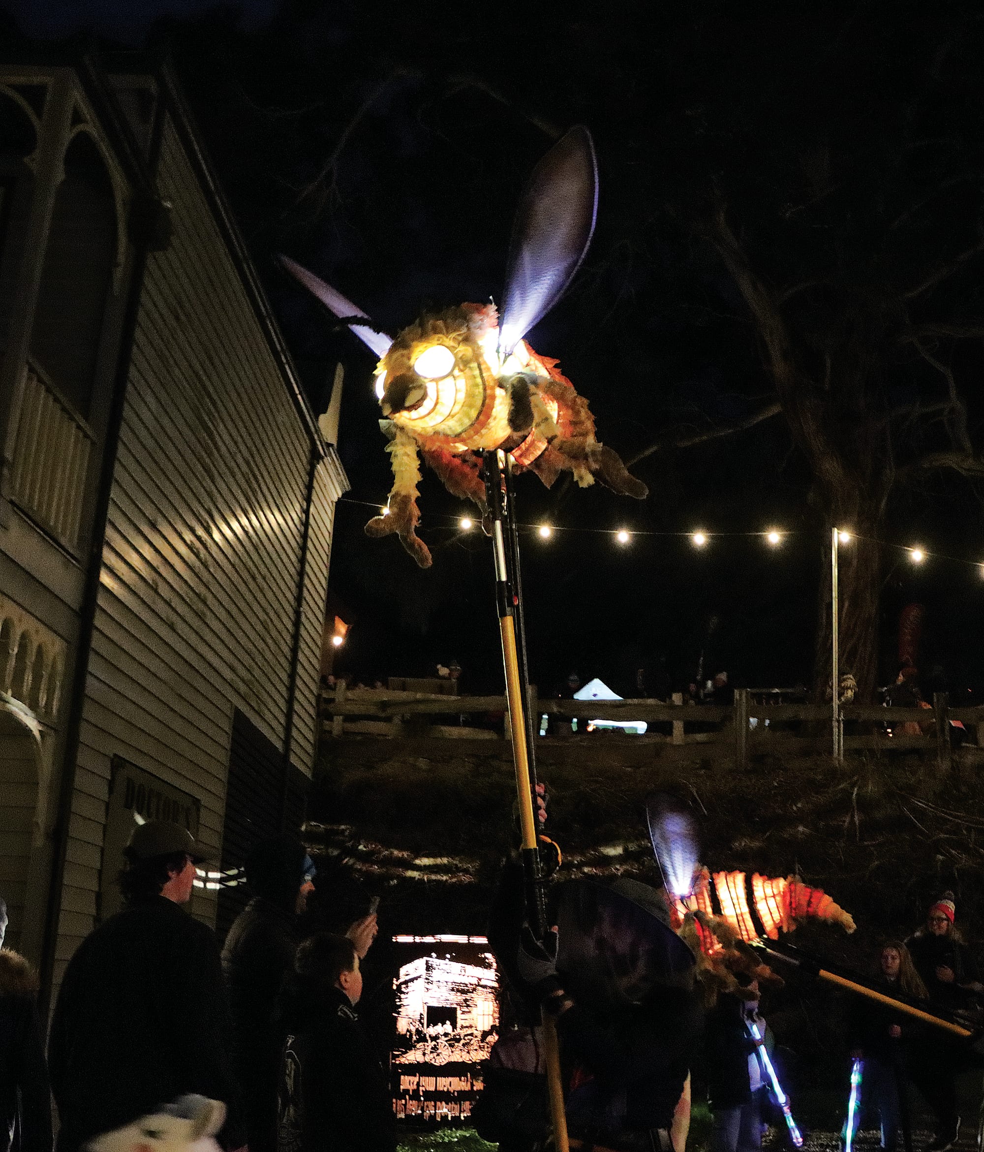 Giant insects brighten the night sky at Coal Creek. A42_2325
