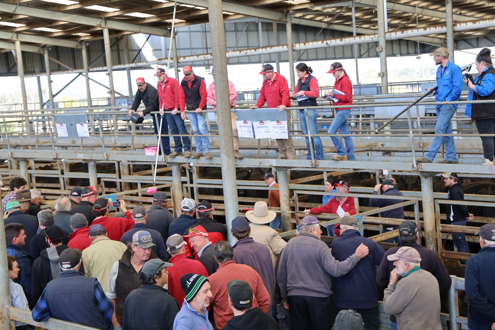 Cattle prices holding steady with a second big yarding at VLE