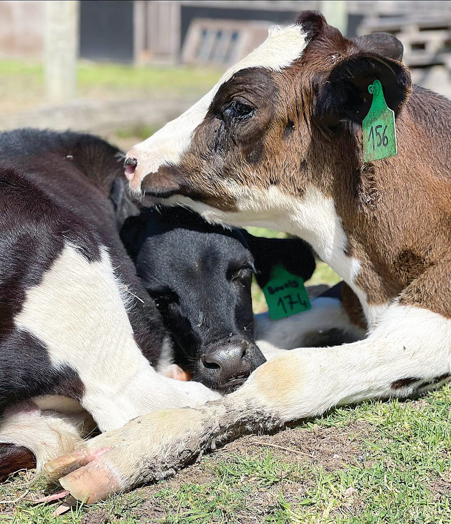 Bounty and Ollie are looking for their forever-loving home as companions and can be adopted from foster care through Til the Cows Come Home. 