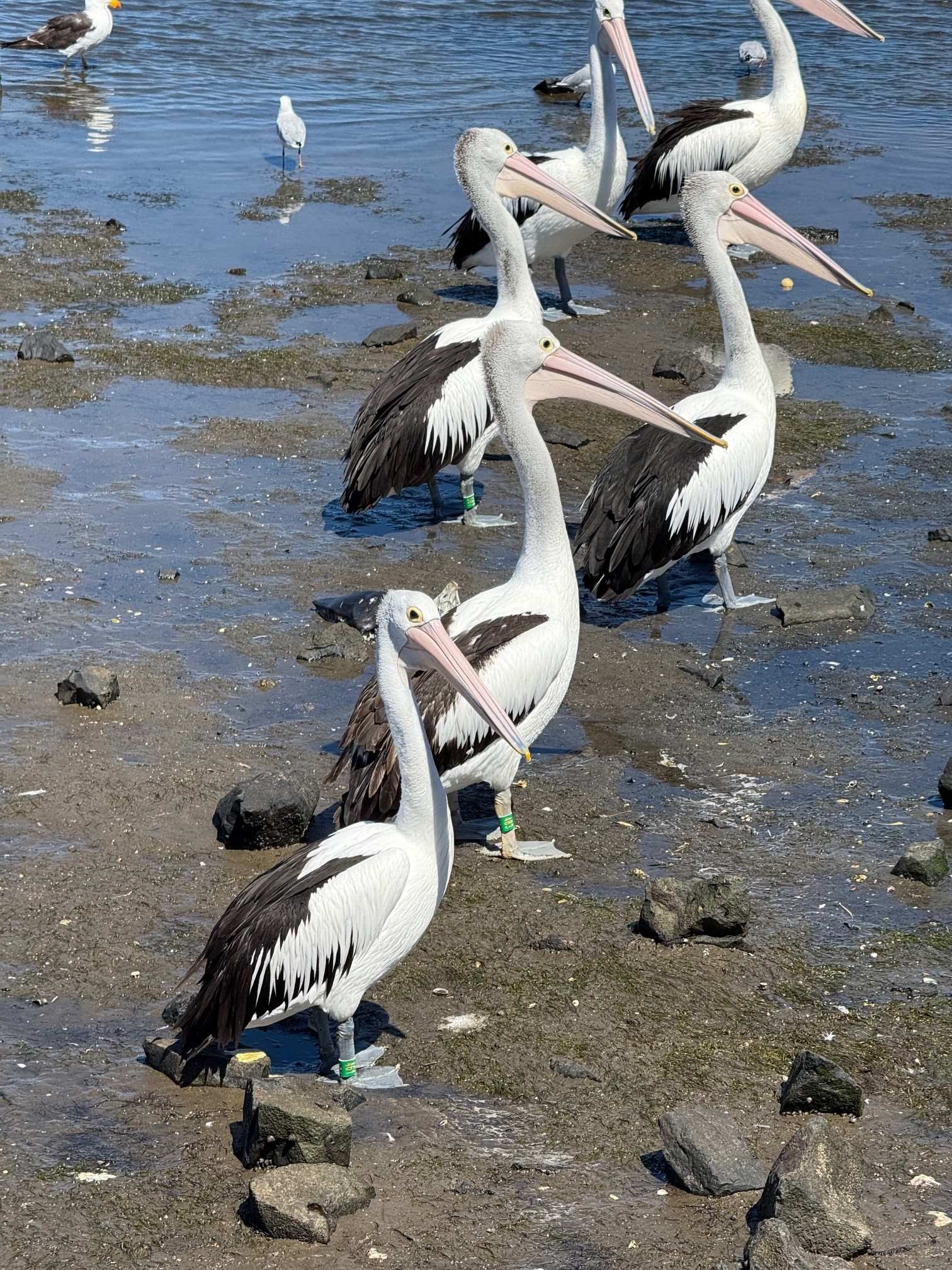 Coloured tags on the legs of pelicans visiting beaches on and around Phillip Island help to shed light on their movements.