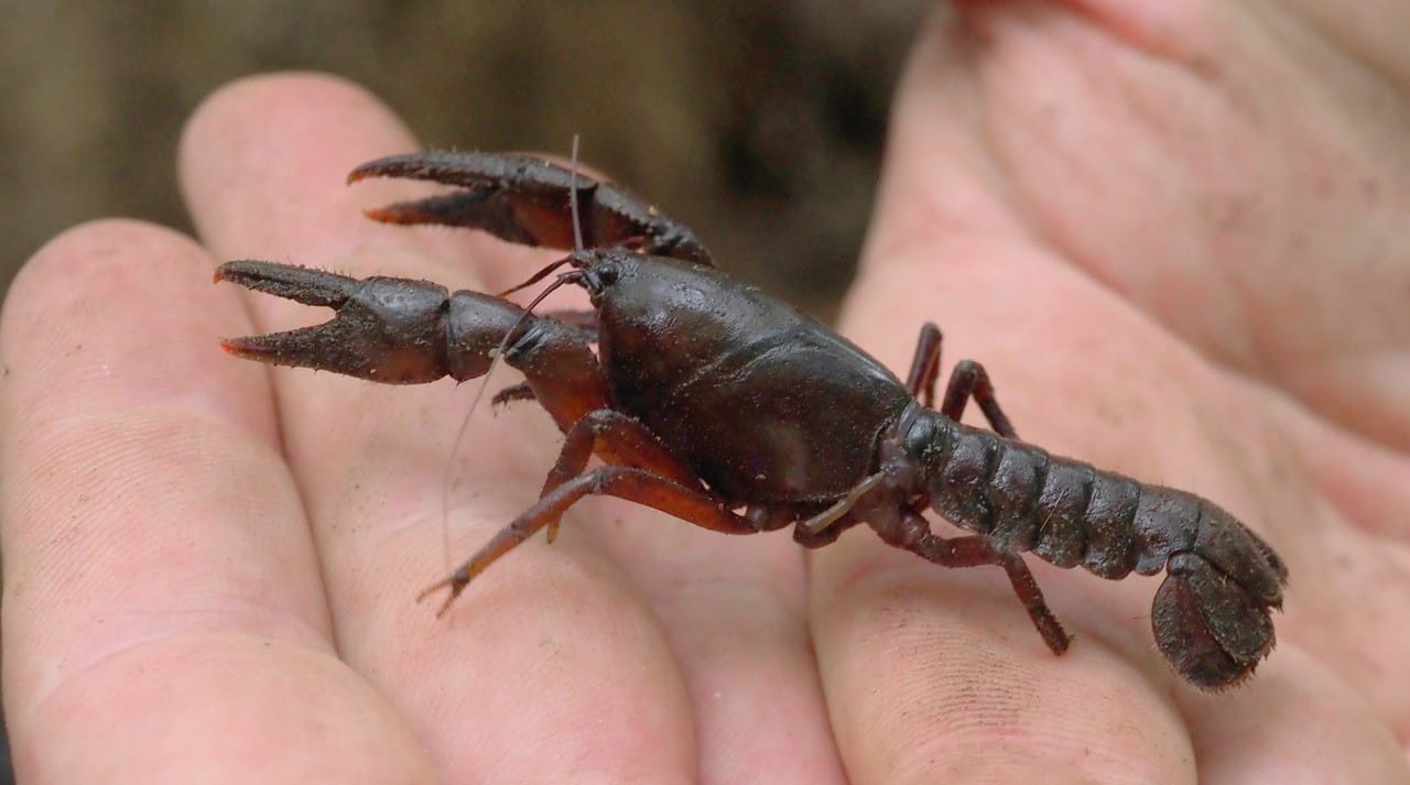 A captured burrowing crayfish experiences a surprise human interaction.