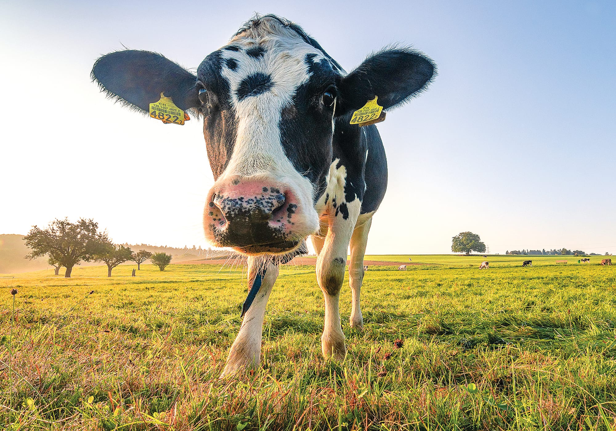 Launch of New Dairy Farm Jobs Board
