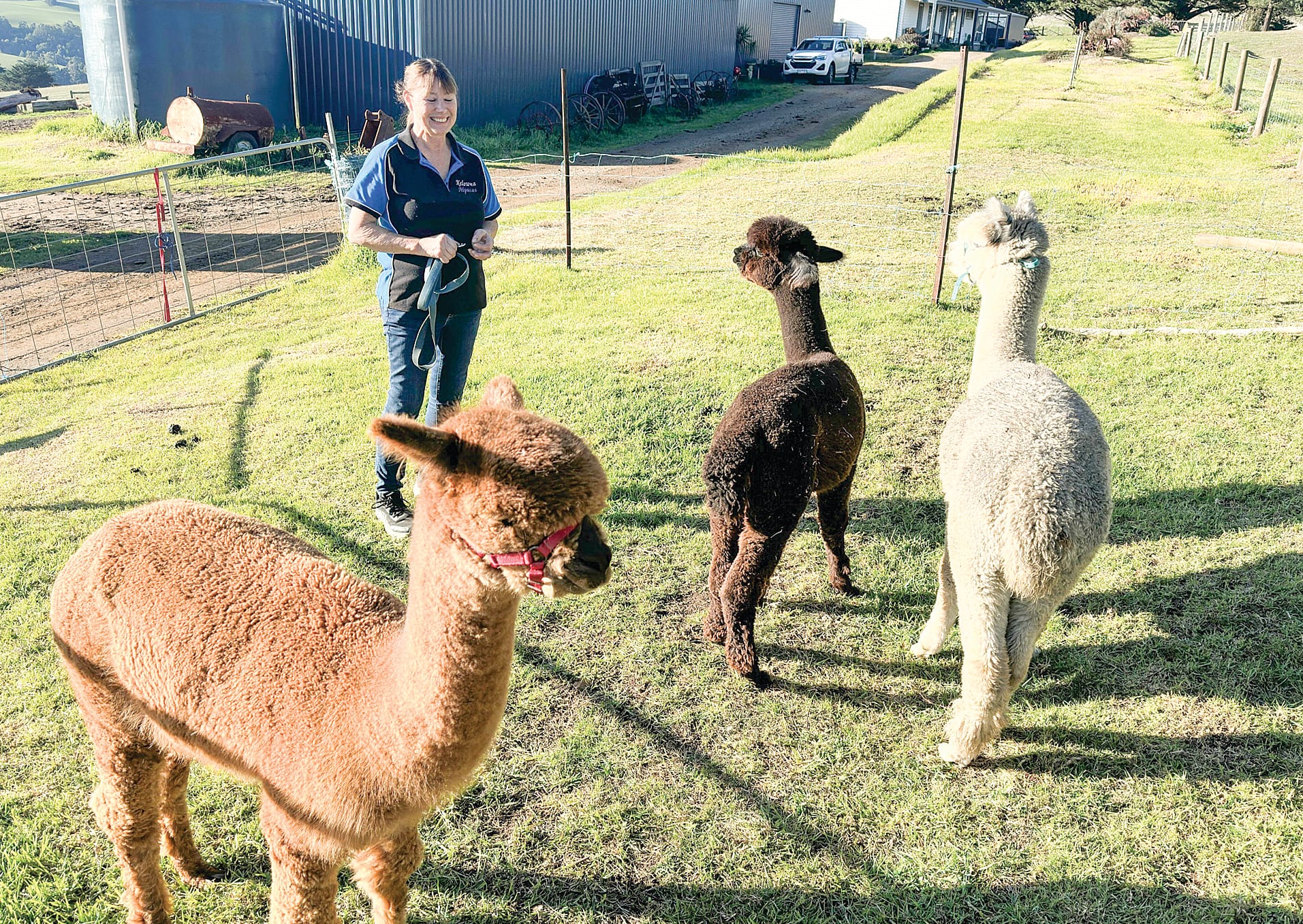 Jenny Bradshaw commented that alpacas make wonderful guards for sheep and lambs and they also make great pets and companion animals. ob12_2525
