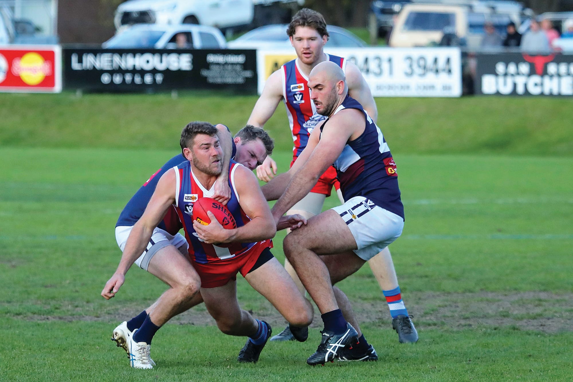 Bulldogs flex their muscles