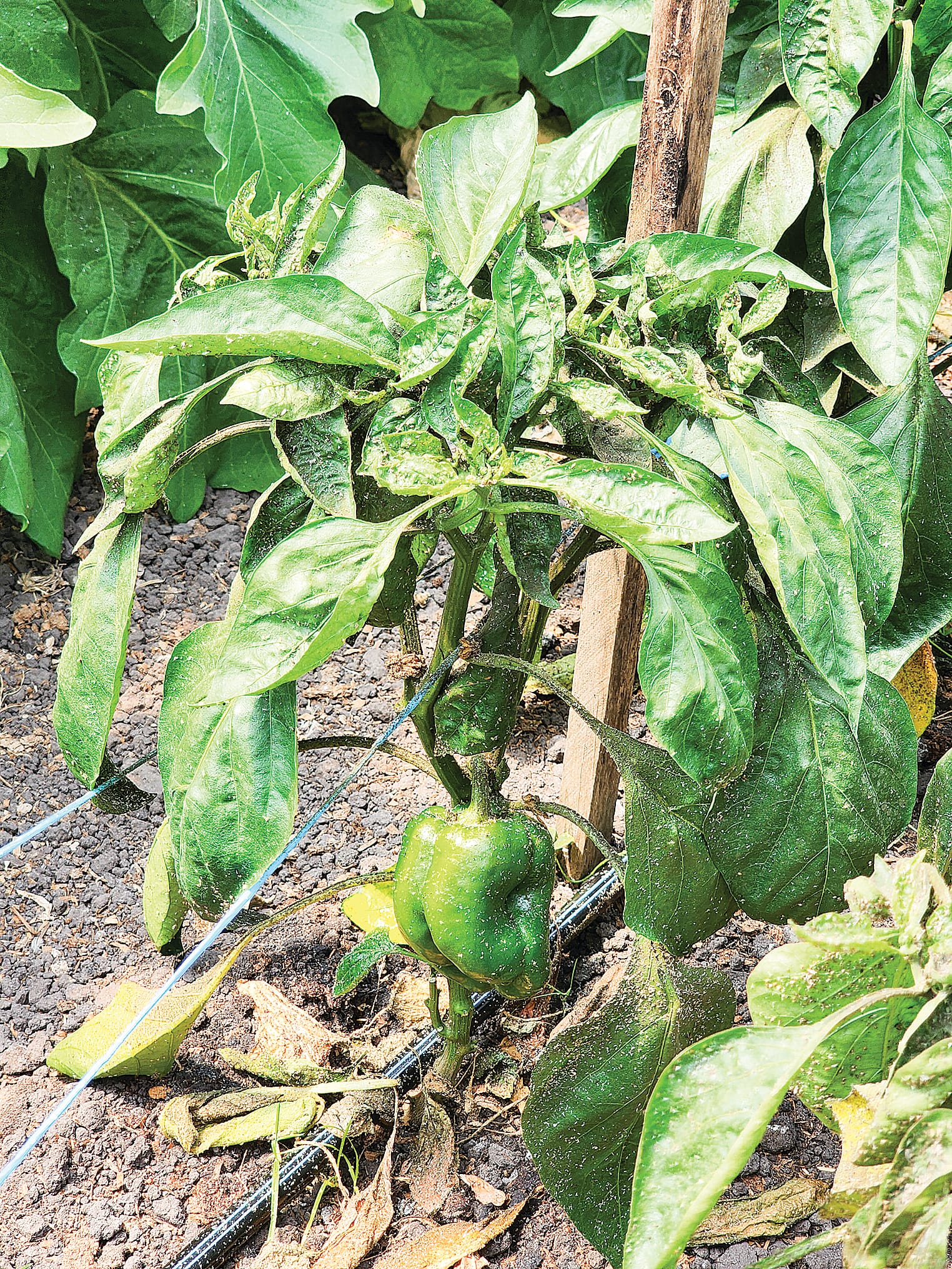 Within a week aphids destroyed the capsicum crop. C66_4922