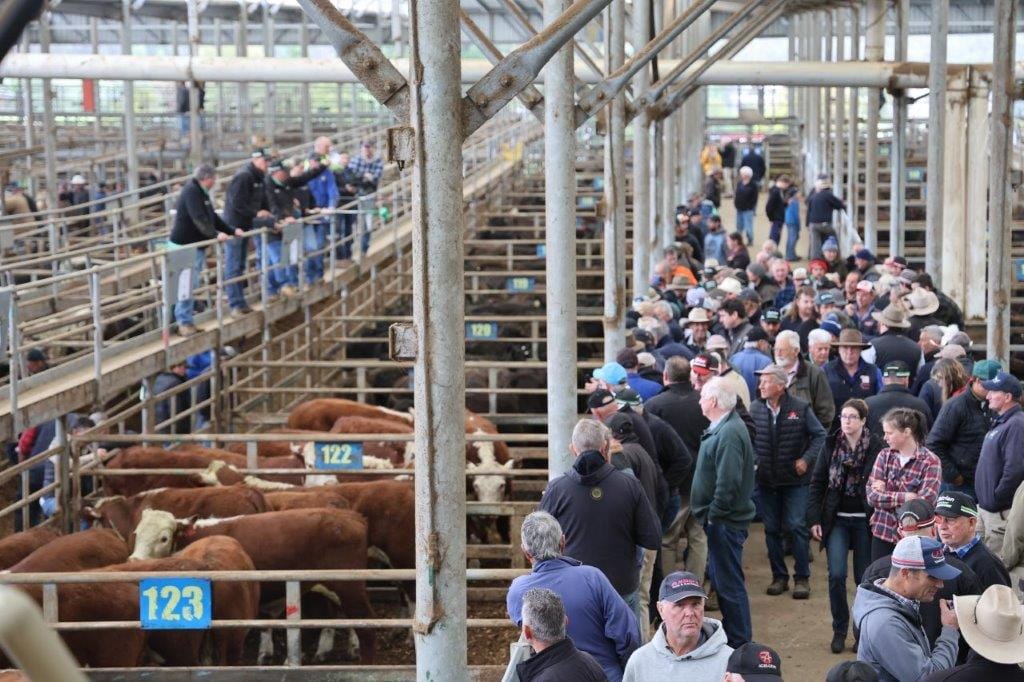 With upwards of 25mm of rain, more than an inch in the old measure, falling across South Gippsland, a big crowd of beef producers turned out at the Koonwarra saleyards last Friday to assess the market.