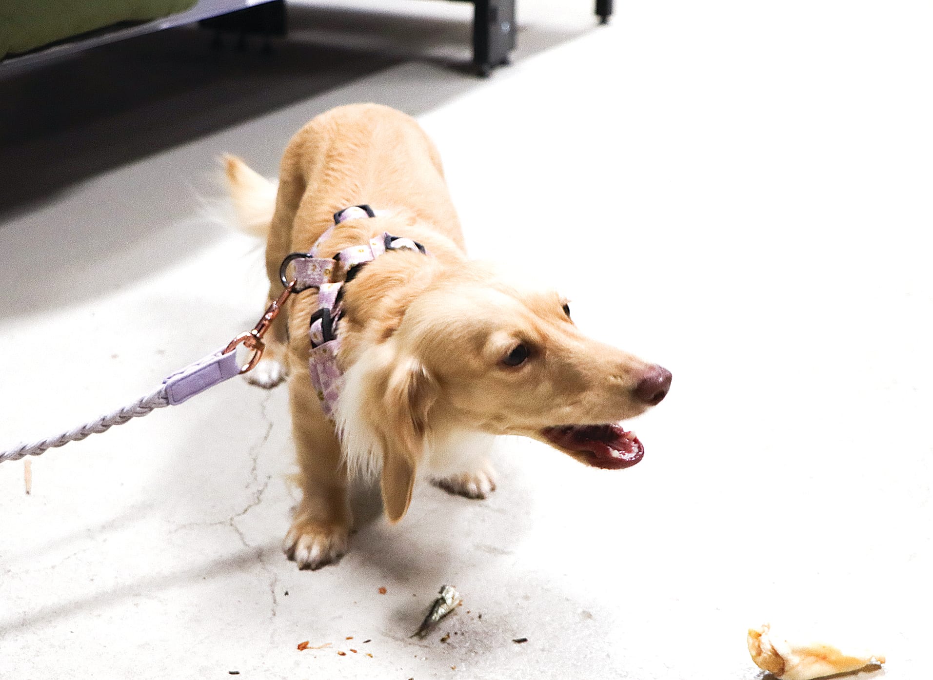 Taffy enjoys part of her dried sardine during her visit to Paws & Ponies. A15_2825