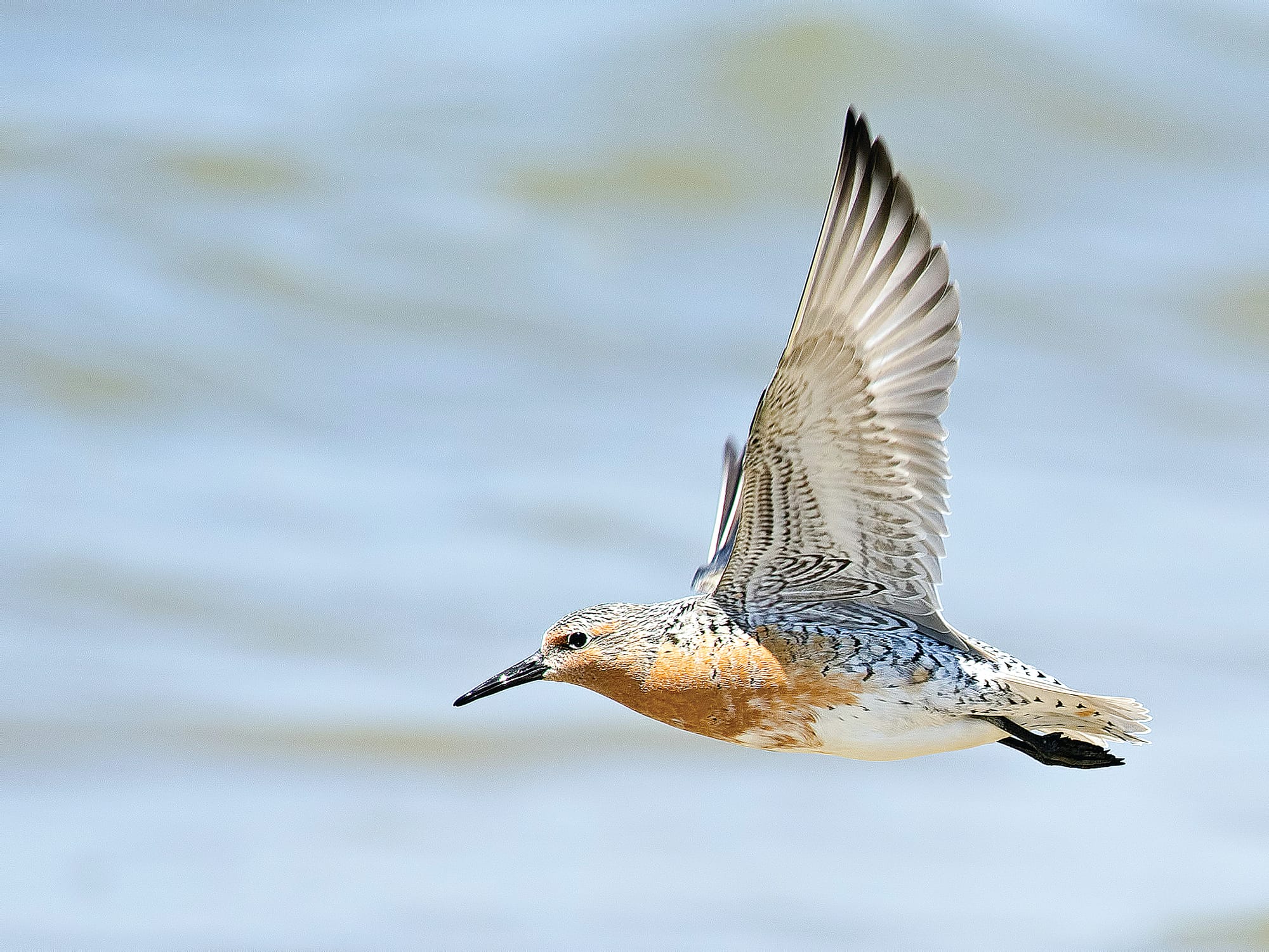 From Corner Inlet to Alaska in nine days: the amazing feats of migratory birds