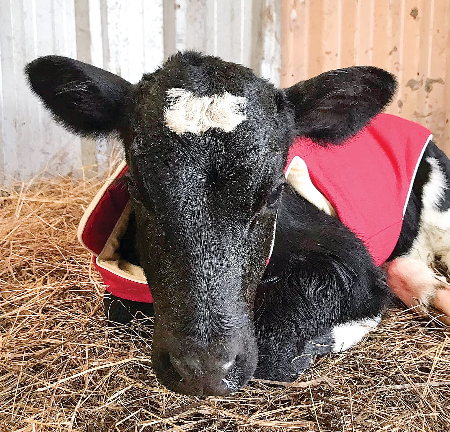Bonnie (female) and Clyde (male, steer). Must be adopted together after being rescued from a dairy farm. Location: West Creek