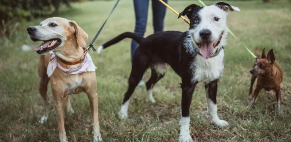 Owners must be responsible