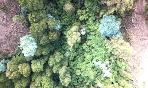 Timber firm takes Turtons Creek FOI approval to VCAT