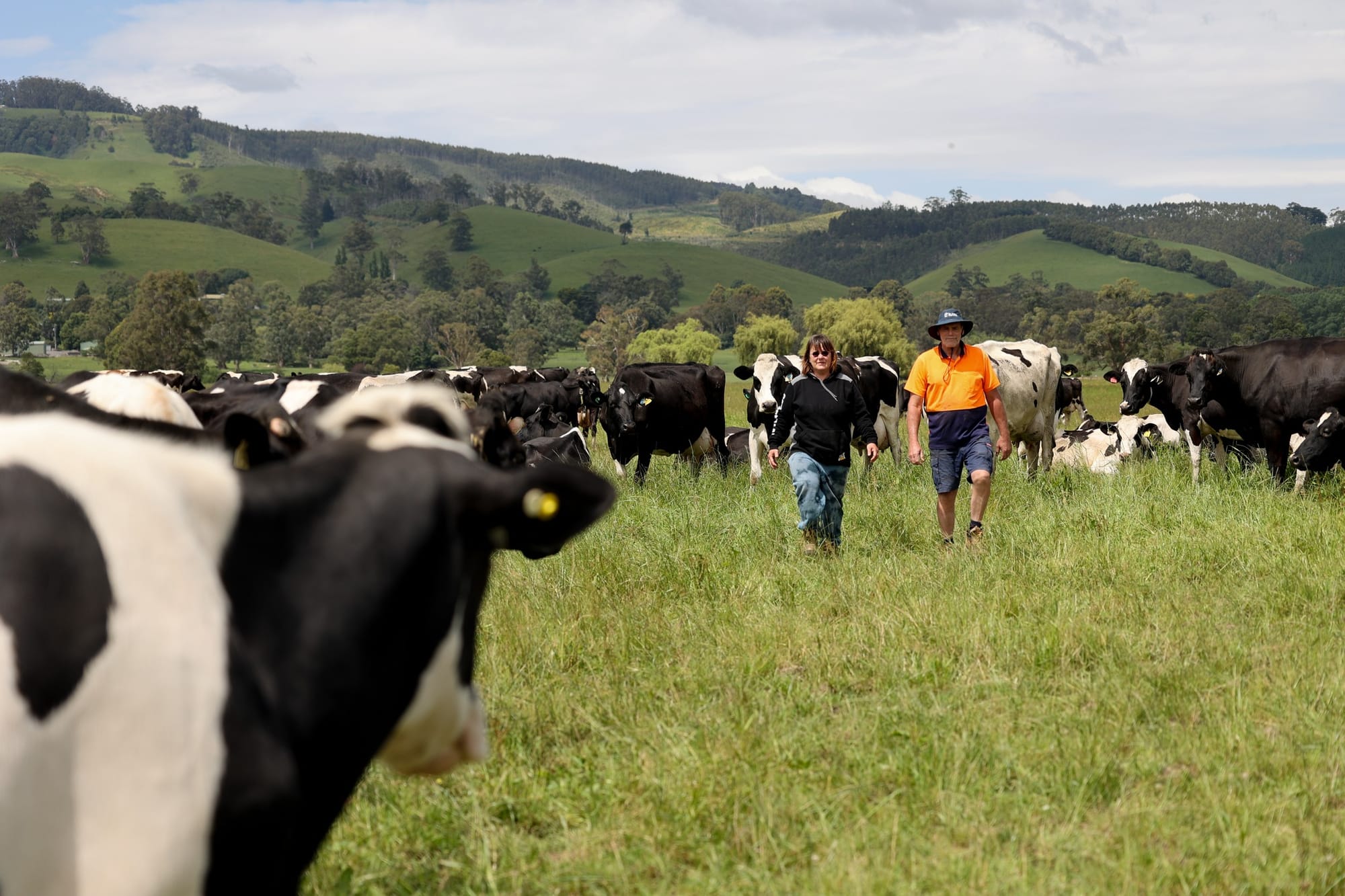 Local UDV call for $10 was right on the money
