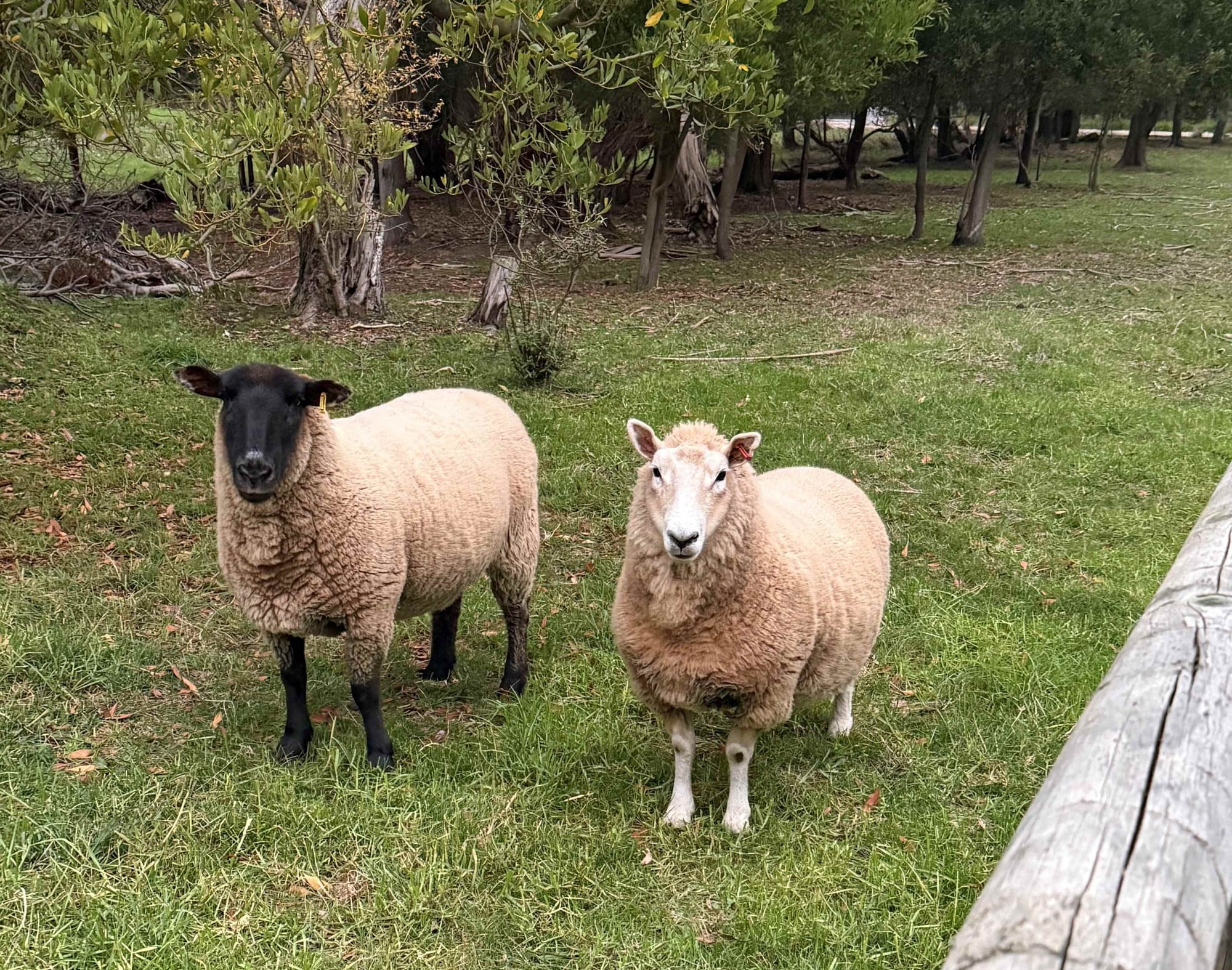 Mushroom murder trial: ‘The other alternative was to tell the sheep’