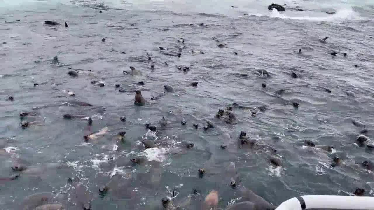 Whales, penguins? Phillip Island’s seals may trump them all