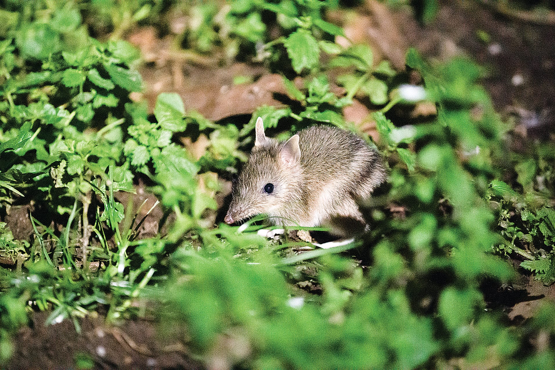 New bandicoot discovery tour at Churchill Island